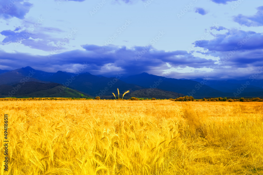 Obraz premium Ukrainian flag. Picturesque view of mountain landscape with yellow wheat field under blue sky