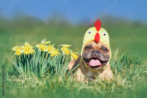 Photography Happy French Bulldog dog with easter chicken hat next to daffodil spring flowers