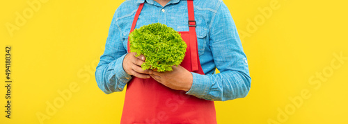 Man crop view in red apron holding fresh leaf lettuce yellow background, greengrocery