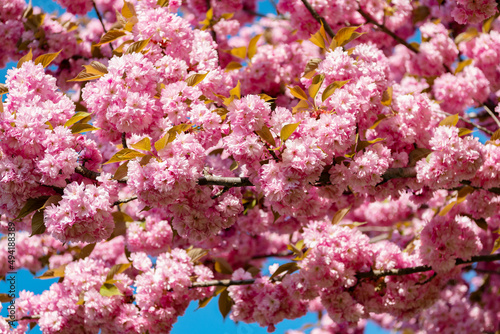 pink sakura flower on blossom spring tree