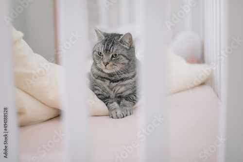 Scottish straight shorthair cat lying on the bed. Pets, morning, comfort, rest concept