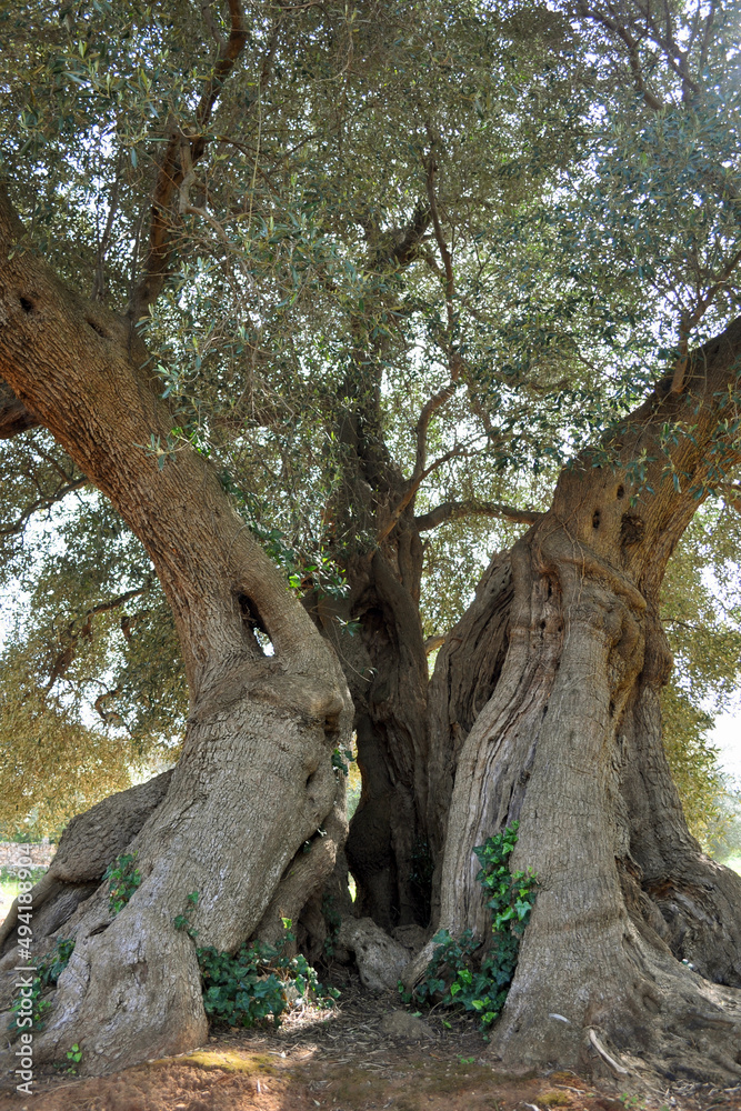 Centenarian Olive Tree in Salento, South Italy Centenarian Olive Tree in Salento, South Italy