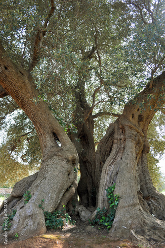 Centenarian Olive Tree in Salento  South Italy