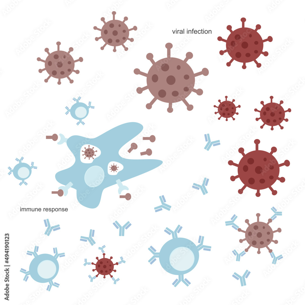 The immune system response after a viral infection such as SARSCoV2
