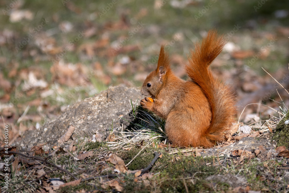Fototapeta premium Wiewiórka