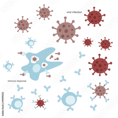 The immune system response after a viral infection such as SARS-CoV-2 or other viruses that including antibody production, destroy the pathogen and present antigen by immune cells