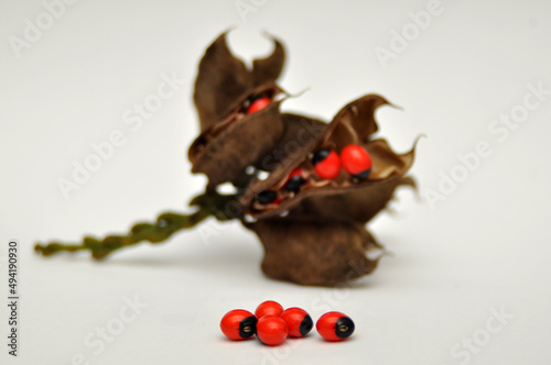 Adenanthera pavonina the Red Sandalwood or Coral Tree With Background photo