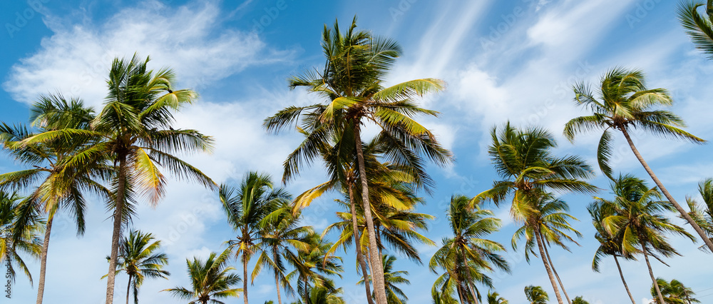 Coconut trees in the wind on a sunny tropical day