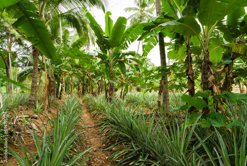 Tropical garden with banana, papaya and coconut trees