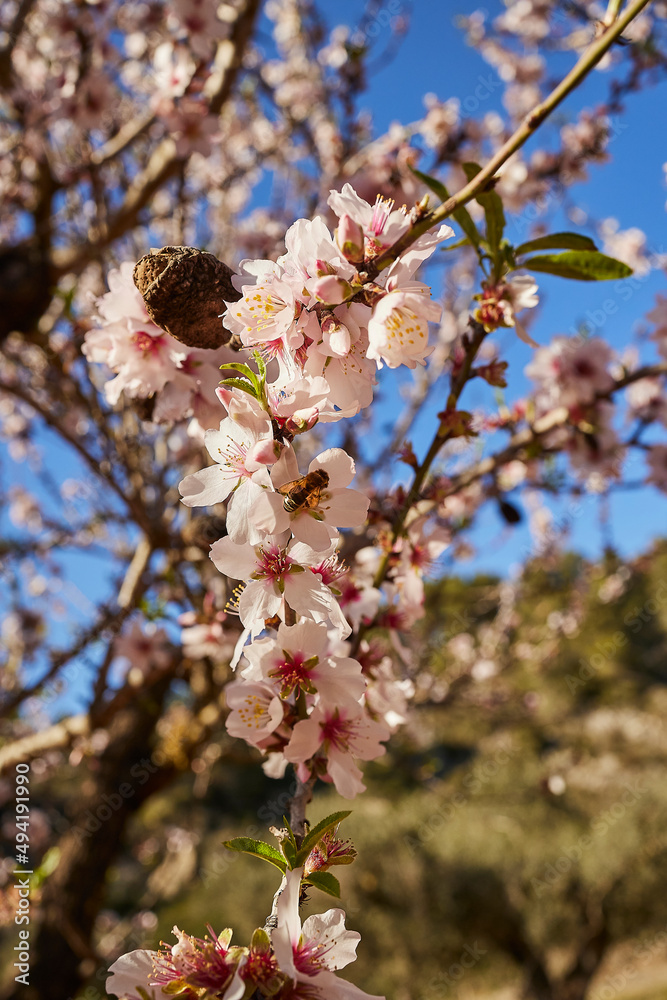 Φωτογραφία Polinizacion de almendros por las abejas en campo de cultivo en España