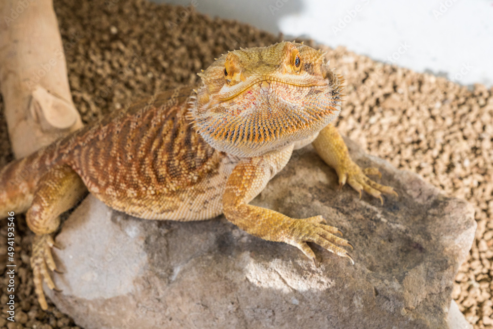 Fototapeta premium Detail of bearded dragon (pogona vitticeps) male in terrarium