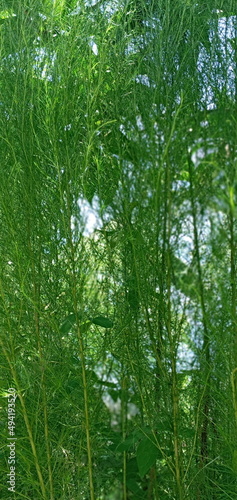 green forest background