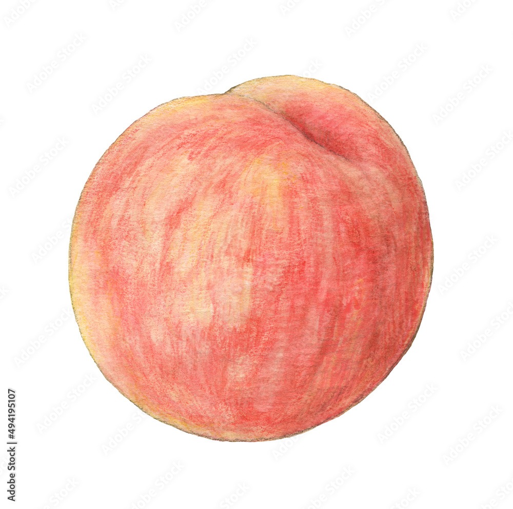 Fototapeta premium 食べ頃の桃 水彩色鉛筆イラスト