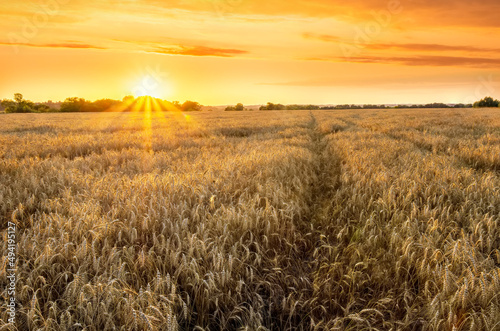 Wheaten golden field wirh path during sunset or sunrise with nice wheat and sun rays, beautiful sky and road, rows leading far away, valley landscape