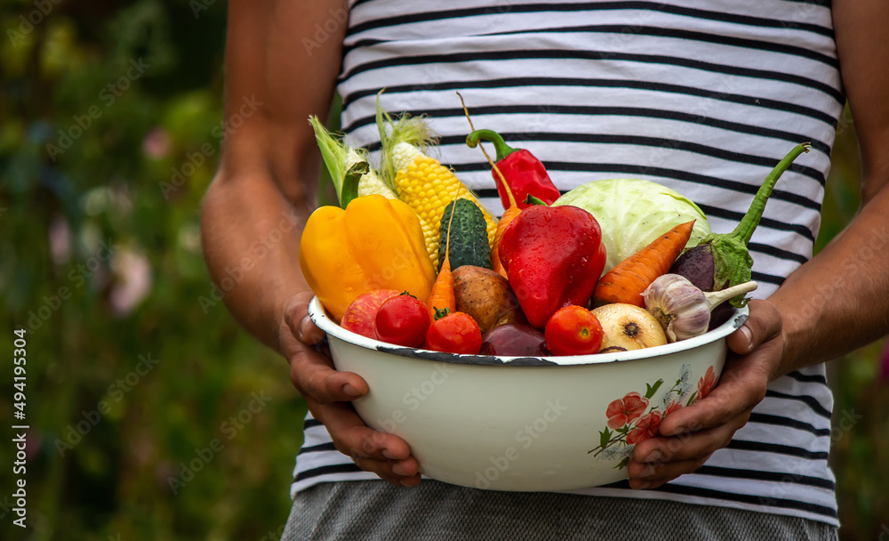Hands hold a large plate with various fresh agricultural vegetables. Autumn harvest and healthy organic food concept.
