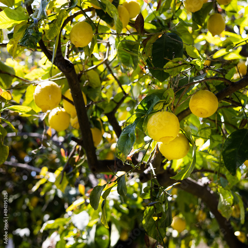 Lemon Tree