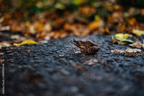 Frog on the road