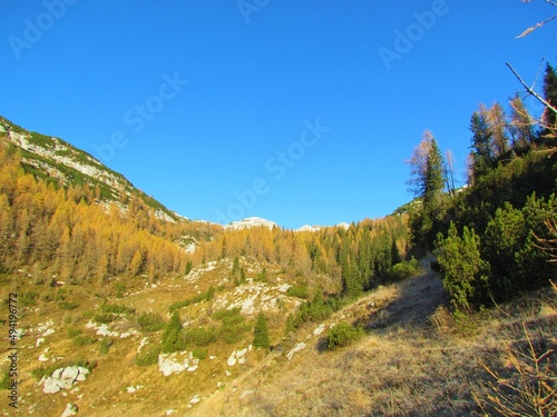Alpine landscape with creeping pine and a meadow in front and autum or fall golden colored larch forest in the back with mountain peaks rising above in Julian alps, Gorenjska, Slovenia © kato08