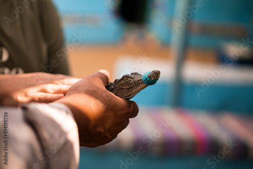 mall Nile crocodile held in the hands of a Nubian breeder. Photograph taken in Aswan, Egypt. photo