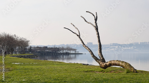 Lonely tree by the lake. Branches without leaves. Green grass 