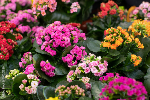 Fototapeta Naklejka Na Ścianę i Meble -  Pink and yellow Kalanchoe flowers, a cute ornamental flowering plant to grow. Unpretentious blooming succulent blossom with small flowers