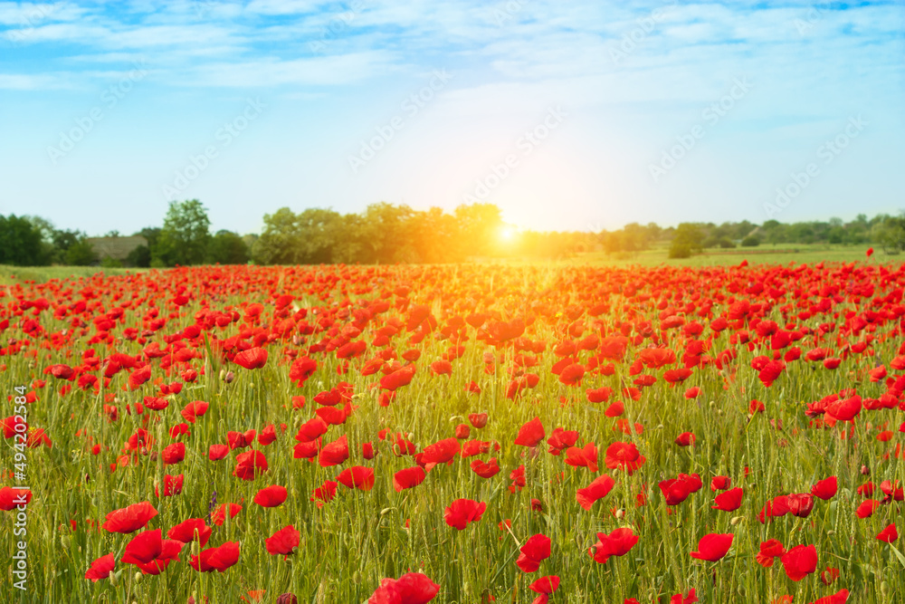Beautiful spring landscape field with bright red flowers .