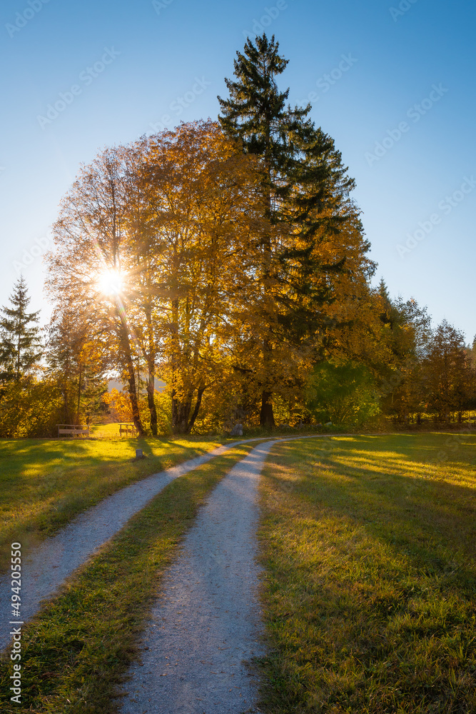 Fototapeta premium Die Sonne scheint durch buntes Herbstlaub der Bäume