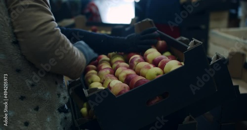 agricultural workers sort apples from wooden crates in storage. 