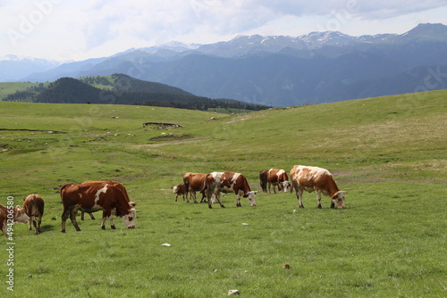 Producers dealing with agriculture and animal husbandry are having a hard time due to increasing expenses.Turkey © murat