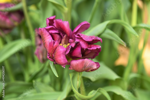 Negrita Parrot Tulip, rich, deep purple tulip #494206597