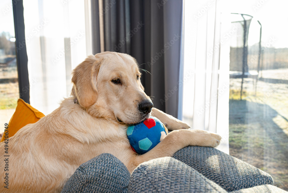 A young male golden retriever is lying on the couch backrest in the living room of the house, holding a cloth ball in his paws.