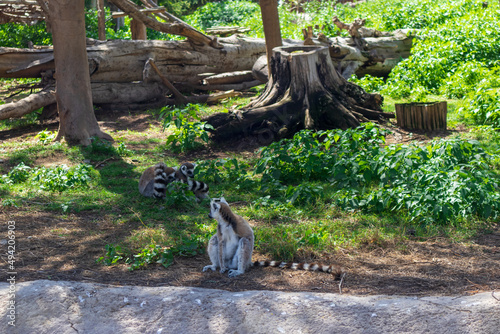 grey lemur on the ground