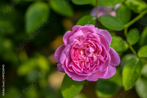 Rose - Flower  Rose Colored  Bush  Pink Color  Plant