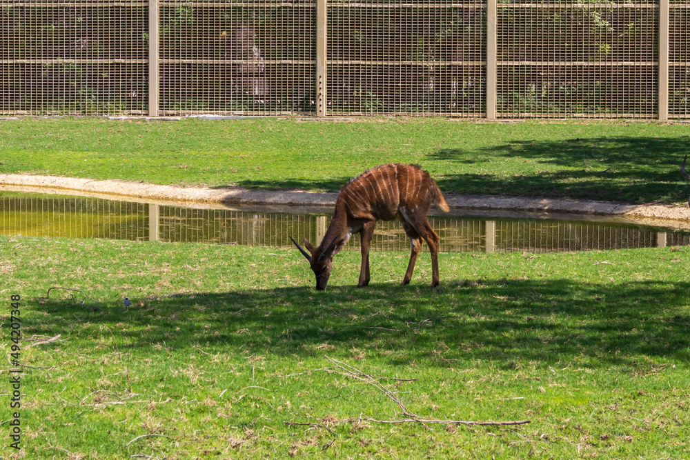 Obraz premium Small bongo eating the grass