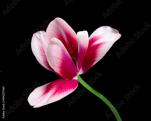 Beautiful red-white blooming tulip with green stem isolated on black background. Studio close-up shot.