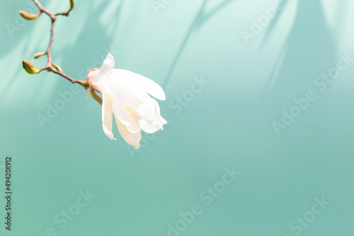 Blossoming magnolia on a turquoise background, shadows