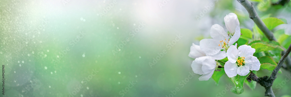 fruit tree blossoms in spring banner, large white flowers on a branch on a blurred natural background, copy space fruit tree blossoms in spring banner, large white flowers on a branch on a blurred natural background, copy space