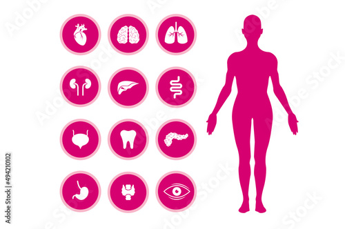  icone, organi, umani, corpo umano, 