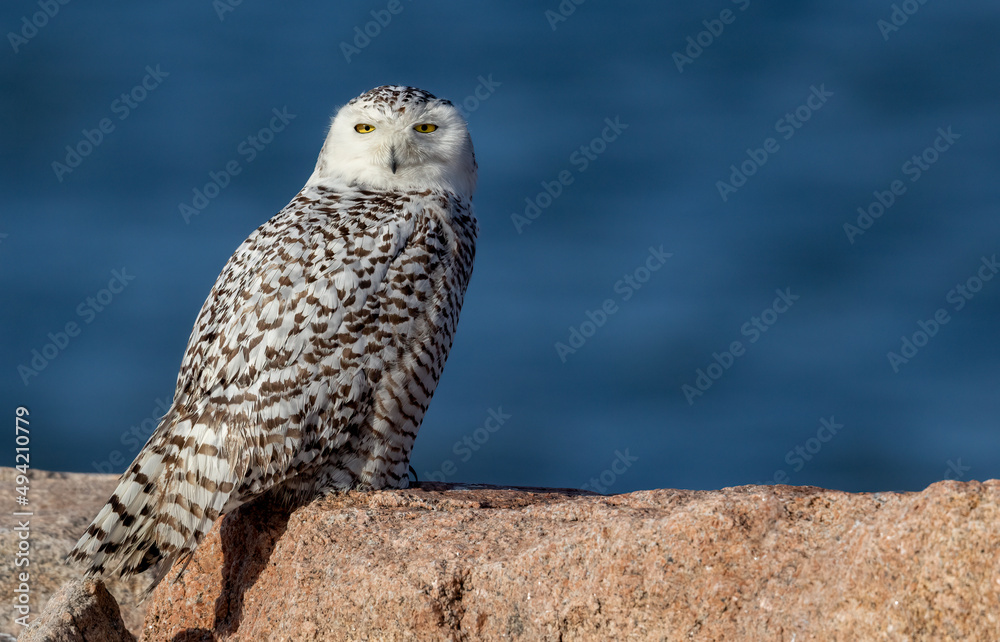 Fototapeta premium A snowy owl in Connecticut