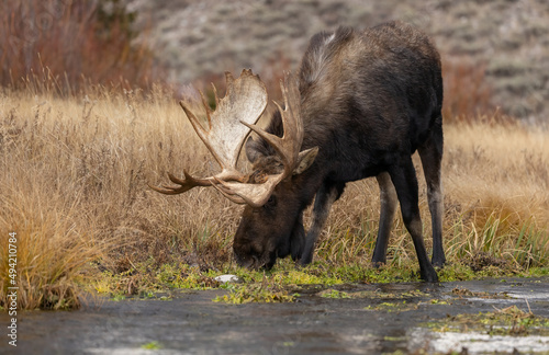 Moose in Grand Teton National Park 