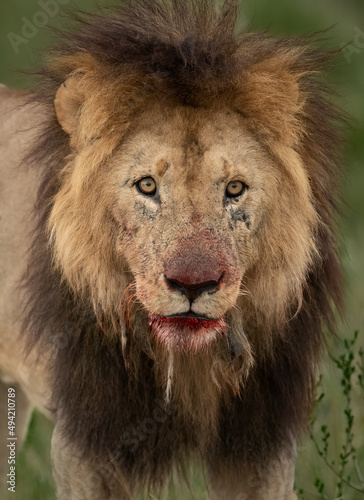 A lion in the Maasai Mara  Africa 