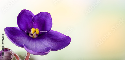Closeup of african violet flower with colorful background photo