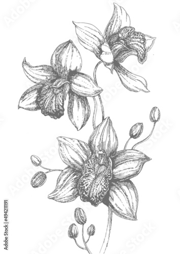 Vector illustration of blooming orchids