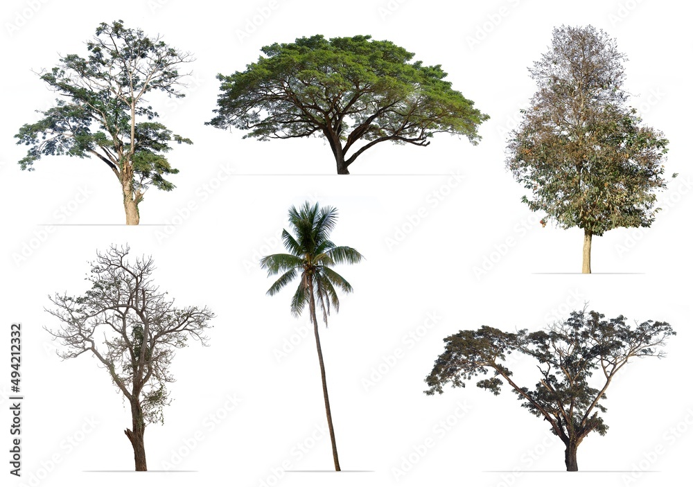 Fototapeta premium Collection of tree isolated on white background