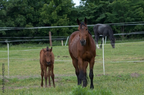 Young horse with mother