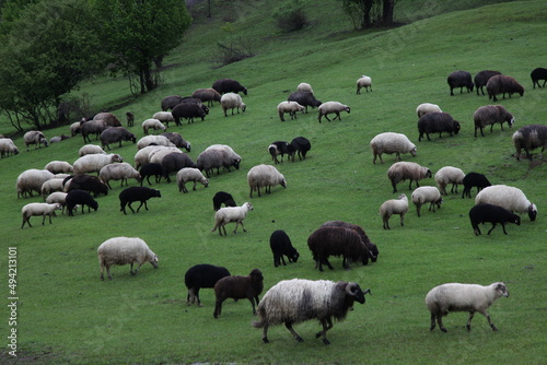  sheep grazing on the green meadows with mountains in backdrop.artvin .Turkey