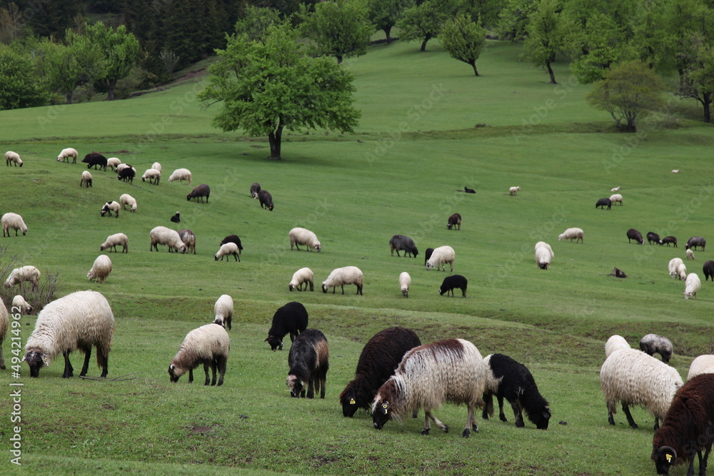 sheep grazing on the green meadows with mountains in backdrop.artvin .Turkey sheep grazing on the green meadows with mountains in backdrop.artvin .Turkey