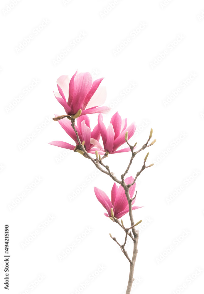 pink magnolia flower spring branch in garden