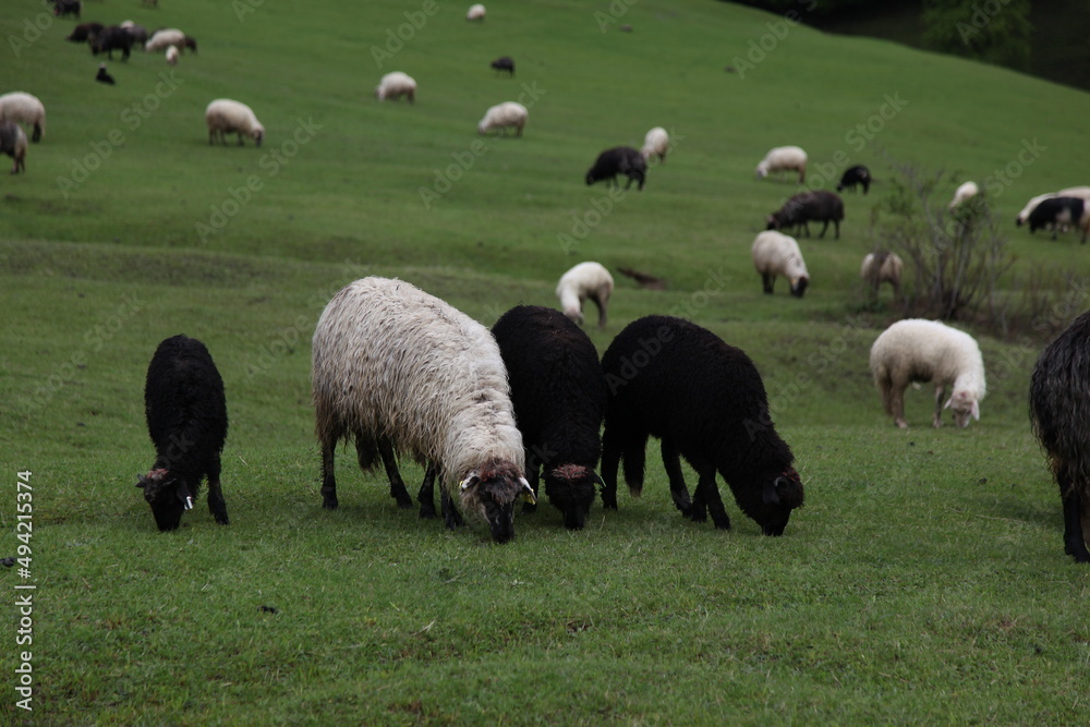 Fototapeta premium sheep grazing on the green meadows with mountains in backdrop.artvin .Turkey