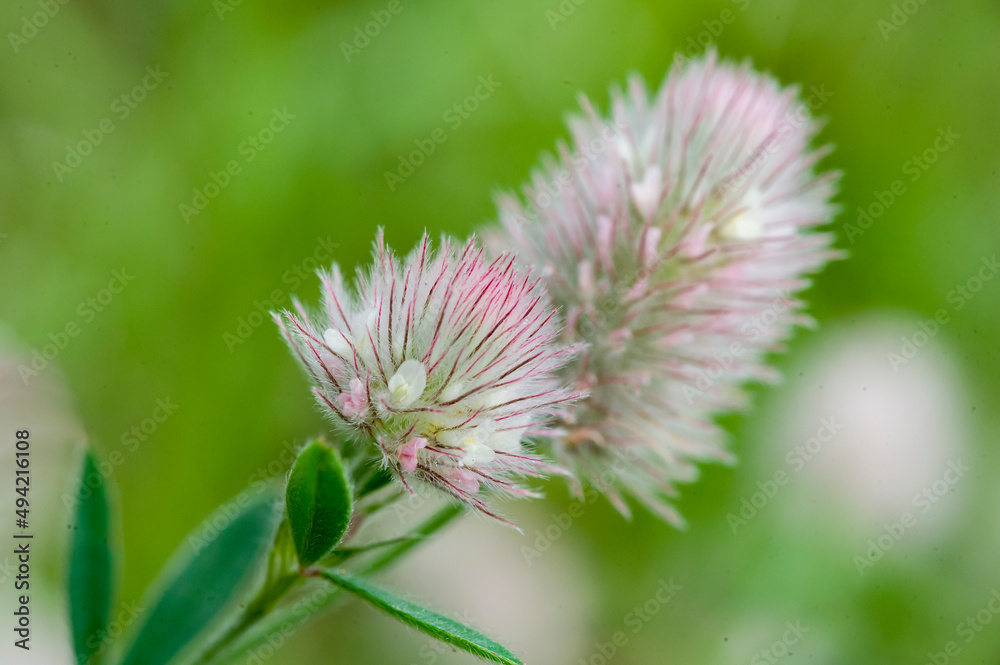 Fototapeta premium thistle flower in bloom
